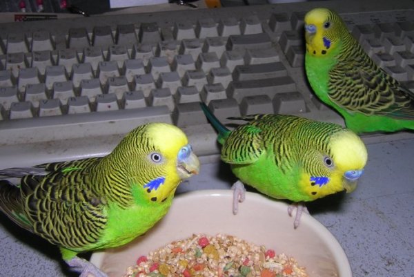 Chance, Apollo & Mieli