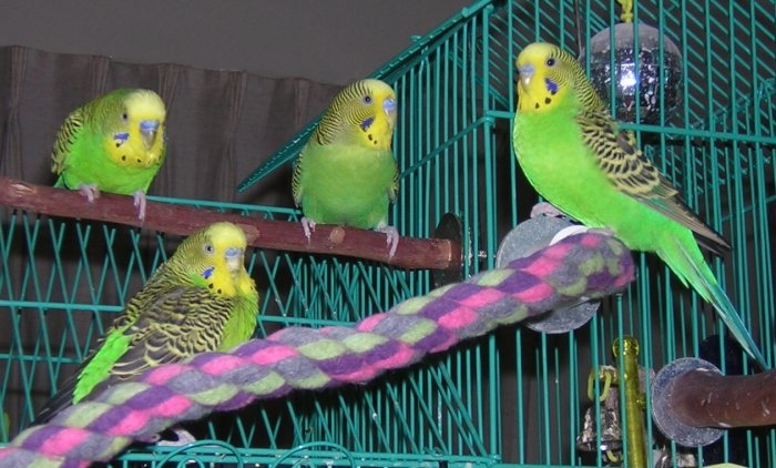 Chance, Mieli, Chaos & Apollo
